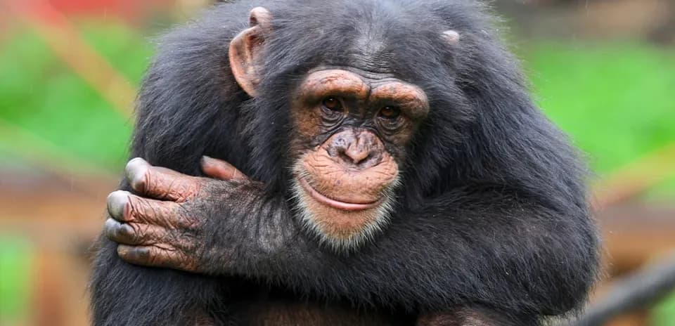 Un chimpanzé assis avec les bras croisés
