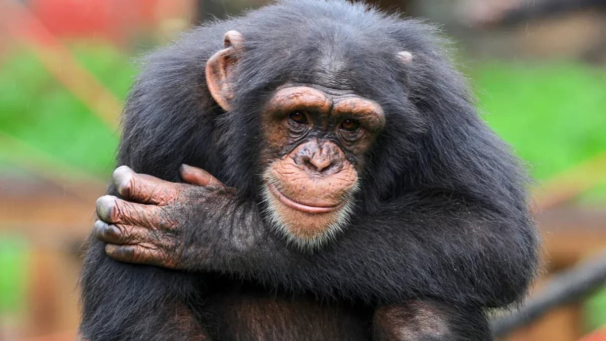 Un chimpanzé assis avec les bras croisés Un chimpanzé assis avec les bras croisés